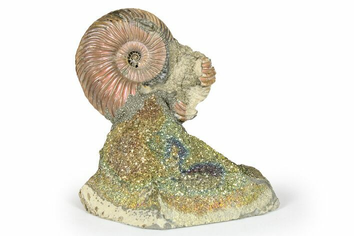 Iridescent, Pyritized Ammonite (Quenstedticeras) Fossil Display #266862